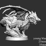 Young Black Dragon