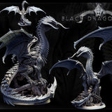 Adult Black Dragon (2 poses)